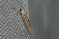 Yponomeuta sedella