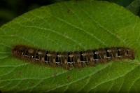 Lasiocampa quercus quercus