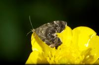 Anthophila fabriciana