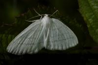 Cabera pusaria