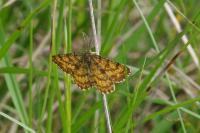 Ematurga atomaria