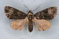 Craniophora ligustri
