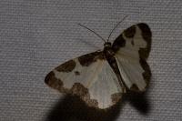 Lomaspilis marginata