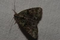 Cryphia algae