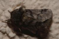 Thaumetopoea processionea