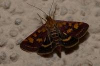 Pyrausta purpuralis