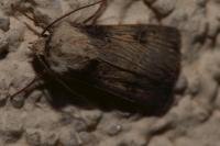 Agrotis puta