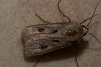 Agrotis exclamationis exclamationis