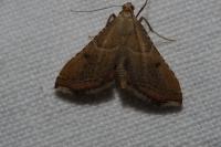 Endotricha flammealis