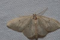 Idaea biselata