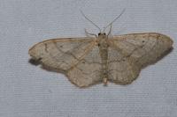 Idaea aversata
