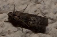 Phycita roborella
