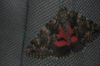 Catocala promissa