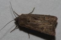 Agrotis segetum