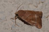 Cosmia trapezina