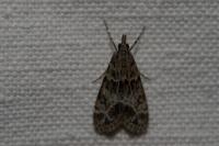 Eudonia mercurella