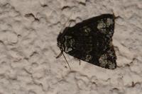 Craniophora ligustri