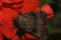 Amphipyra pyramidea