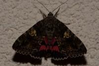 Catocala sponsa