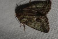 Polyphaenis sericata
