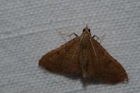 Endotricha flammealis