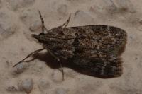 Eudonia mercurella