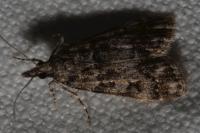 Eudonia lacustrata