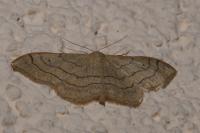 Idaea aversata