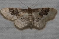 Idaea rusticata