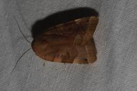 Noctua fimbriata