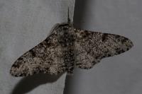 Biston betularia