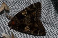 Catocala sponsa