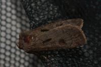 Agrotis exclamationis exclamationis