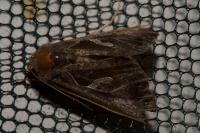 Macdunnoughia confusa