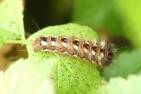Acronicta rumicis