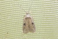 Agonopterix propinquella