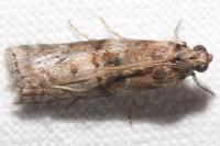 Phycita roborella