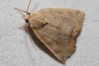 Cosmia trapezina