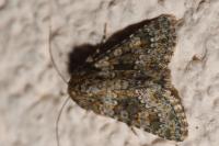 Hecatera dysodea