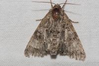 Acronicta megacephala