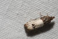 Notocelia roborana