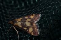 Pyrausta purpuralis