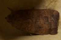 Noctua interjecta