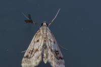 Parapoynx stratiotata