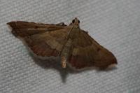 Endotricha flammealis