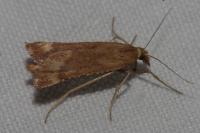 Synaphe punctalis