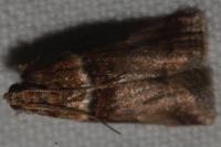 Acrobasis tumidana