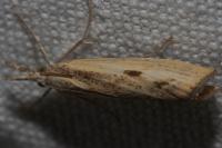 Agriphila inquinatella
