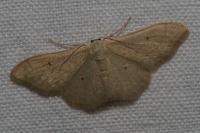 Idaea straminata