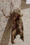 Phlogophora meticulosa